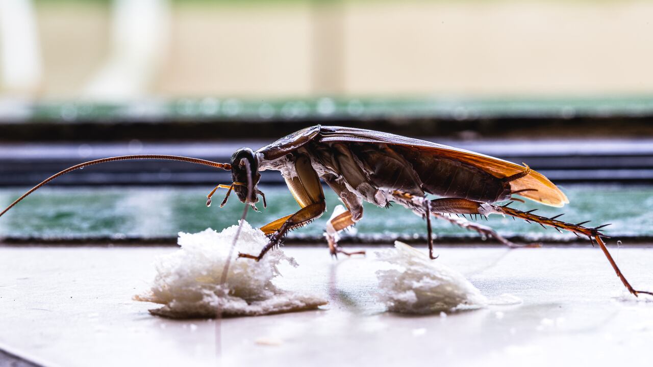 Estas criaturas suelen aparecer en distintos espacios, convirtiéndose en un problema constante.