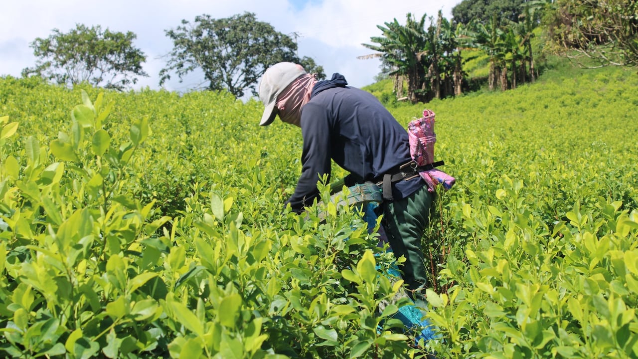 ONG advirtió presuntas falencias en los cálculos de cultivos ilícitos en el país.