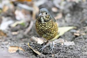 Nueva especie de ave descubierta en Colombia