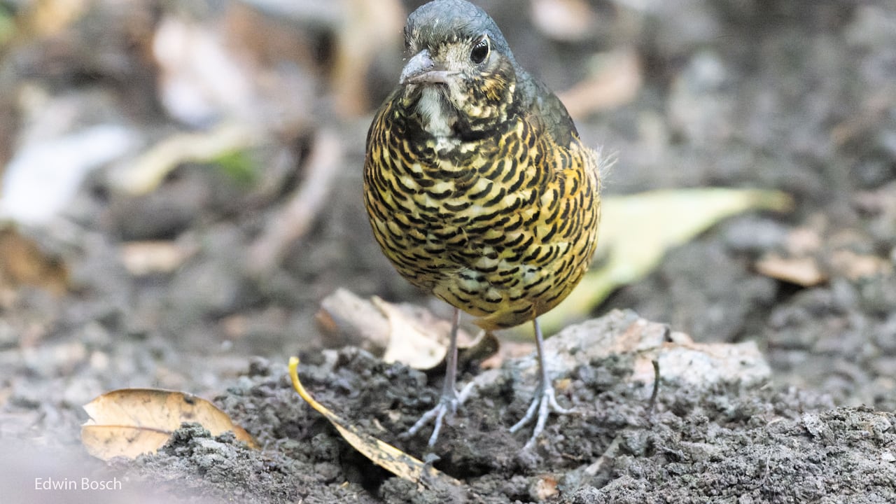 Nueva especie de ave descubierta en Colombia