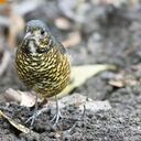 Nueva especie de ave descubierta en Colombia