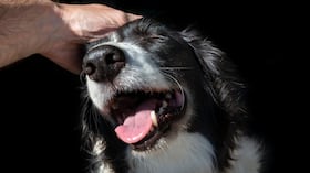 Bogotá estrena contenidos sobre salud y cuidado animal en redes.