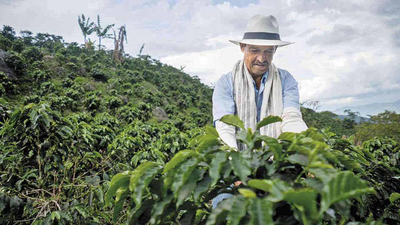 Artículo: Seguridad Alimentaria: ¿cómo garantizar el abastecimiento de alimentos en tiempos de crisis?