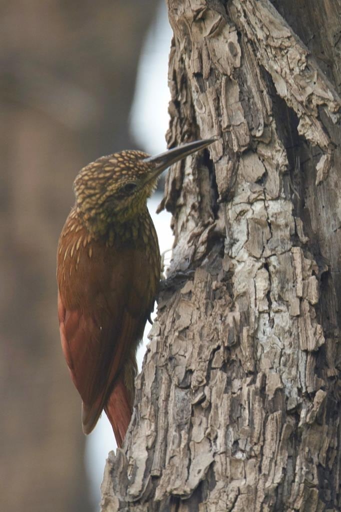 Aves afectadas en los incendios
