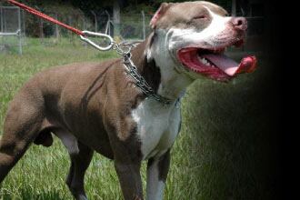 Los perros de estas características no podrían andar sin bozal y cumplir otras condiciones.