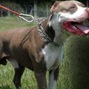 Dos perros pitbull, como el de la foto, atacaron a uno de los hermanos Solarte Zúñiga. Como los canes resultaron muertos, se inició una cadena de venganzas. Los pitbull son tan peligrosos, que son ilegales en muchos países