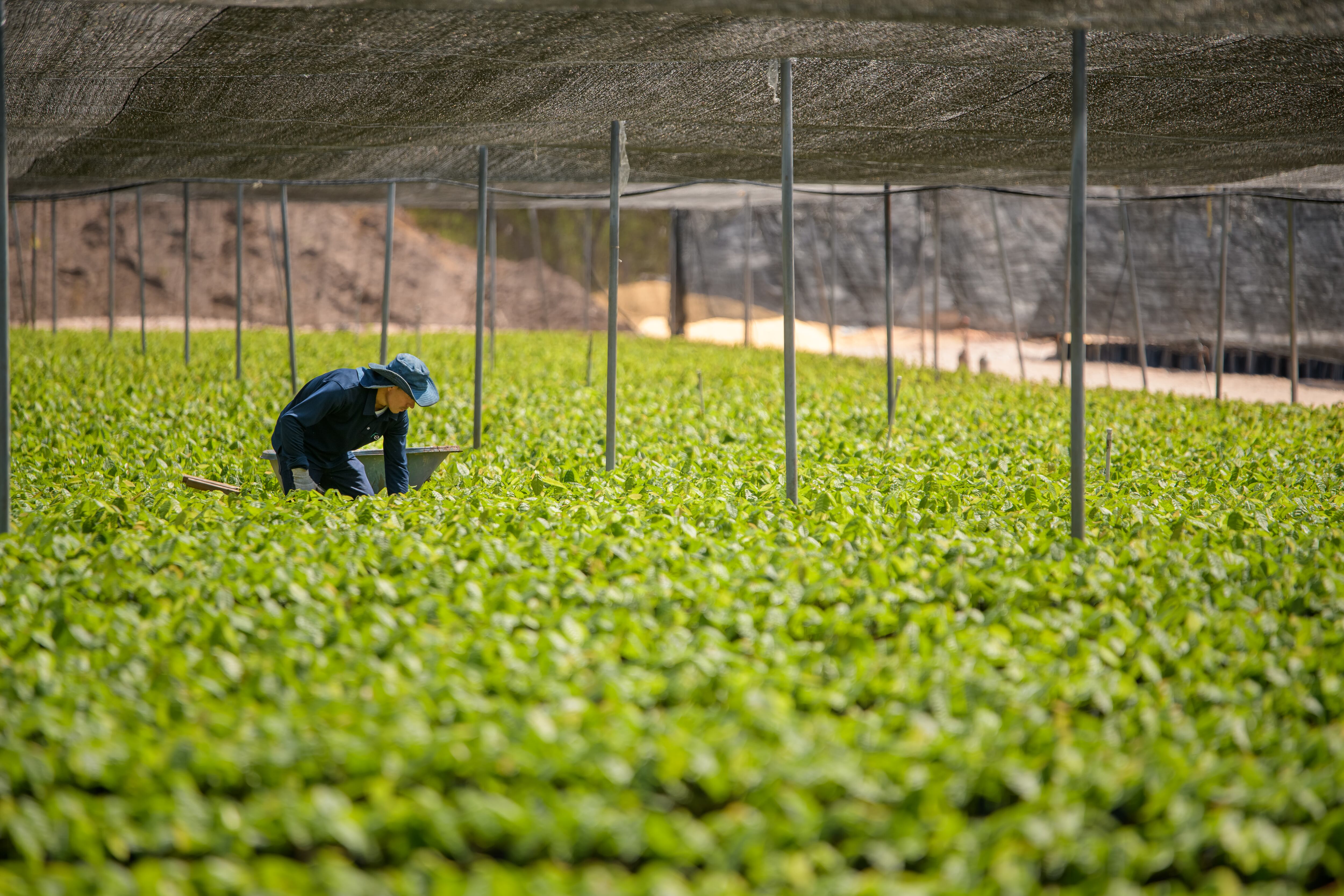 Cordillera - Especial Cacao