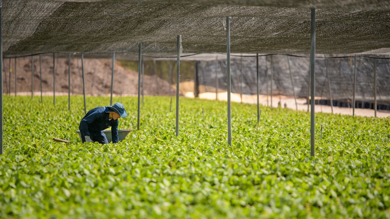 La estrategia busca fortalecer las capacidades de las comunidades y de los gobiernos locales.