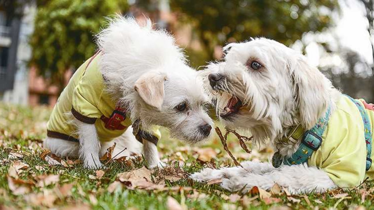 El nuevo integrante de la familia
