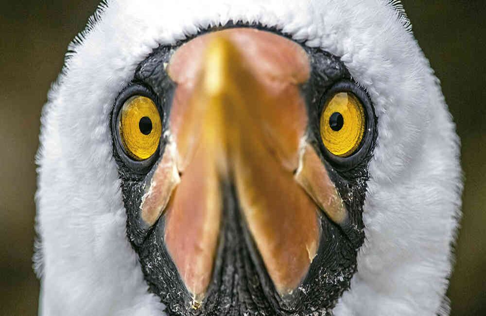 En la isla vive la mayor colonia de aves Piquero de Nazca.