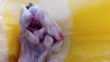 No se sabe si el animal nació muerto.