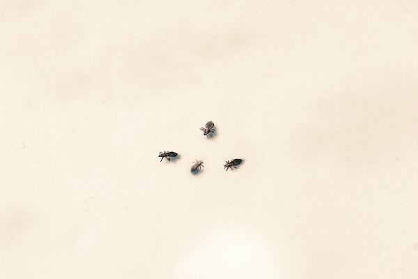 Los piojos son pequeños parásitos que, por lo general, habitan en el cuero cabelludo de los adultos y niños.  Foto: Pantherstock.