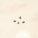 Sí. Existen los piojos púbicos y, desafortunadamente, el preservativo no detiene su contagio. Su nombre científico es Pthirus pubis y pueden transmitirse aun si no hay intercambio de fluidos. Viven 24 horas tras abandonar su huésped, o sea que es posible contagiarse de prendas infectadas. Foto: Pantherstock.