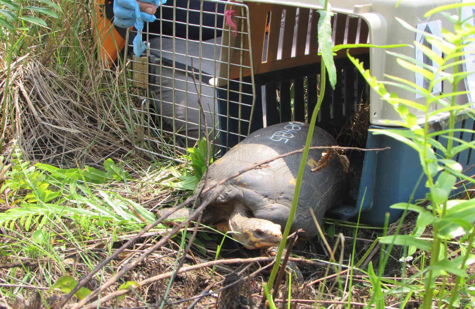 Cormacarena continuará realizando acciones para la prevención y conservación de los animales silvestres, con el fin de garantizar la supervivencia dentro de su hábitat natural y evitar su extinción. Foto: Cormacarena