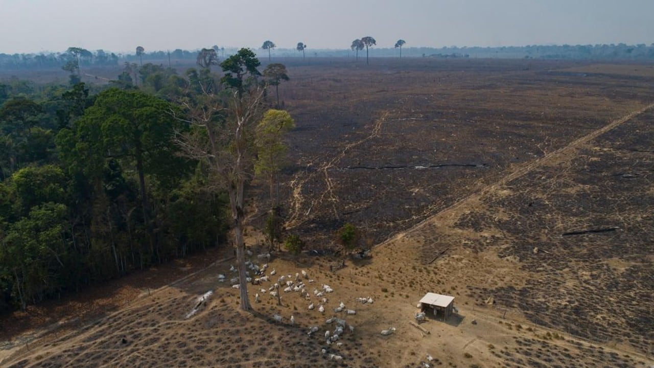 Cabezas de ganado sobre tierras recién quemadas y deforestadas por ganaderos cerca de Novo Progresso, en el estado brasileño de Pará. (2020)