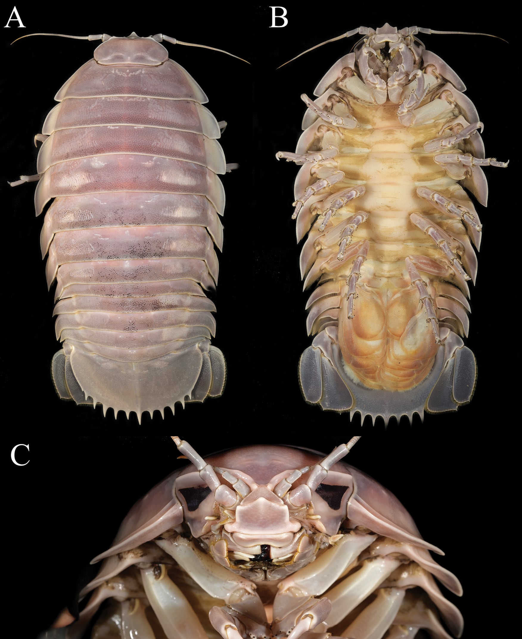 Este isópodo gigante, conocido como Bathynomus vaderi, sorprende al colocarse entre las especies marinas más grandes jamás registradas.