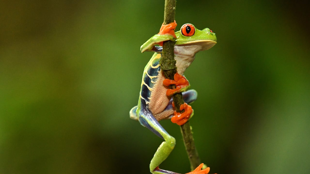 Se estima que Latinoamérica tiene el 60% de la biodiversidad mundial.