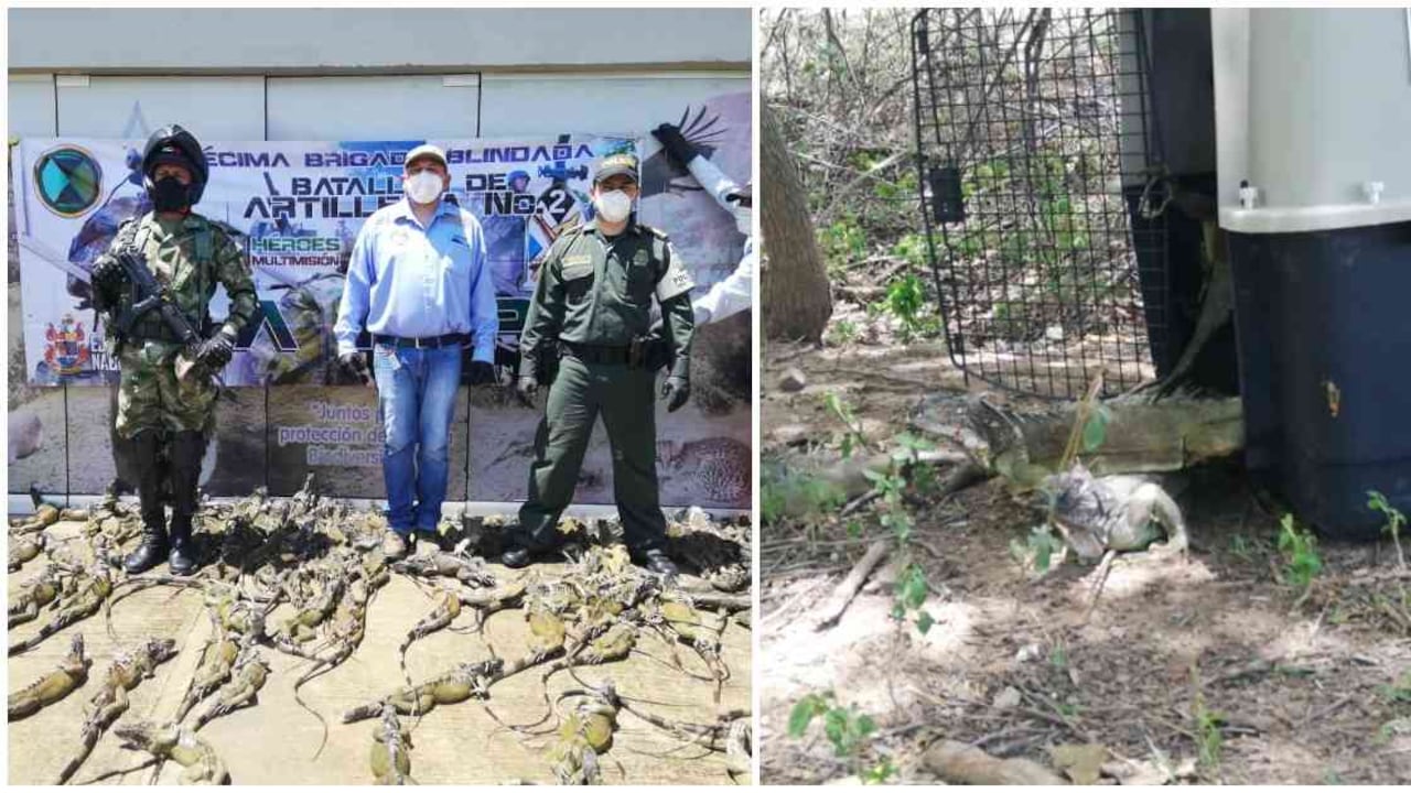 La persona que tenía a las iguanas en su vehículo fue puesta en manos de las autoridades. Foto: Corpocesar.
