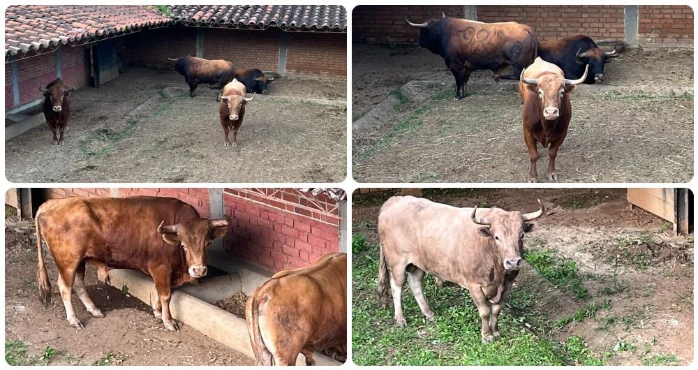 Toros de Santa Bárbara rechazados en la primera de abono de Cali.