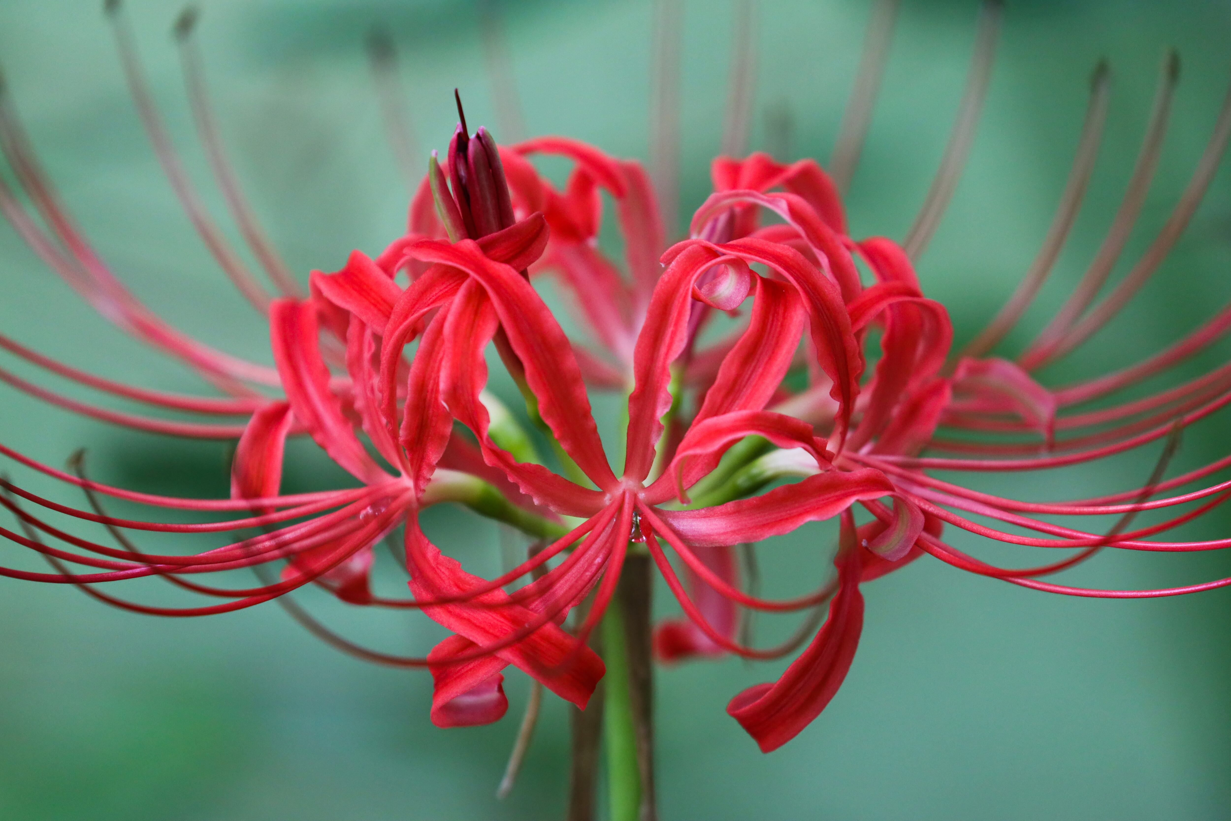 Lycoris Radiata o Flor del Infierno