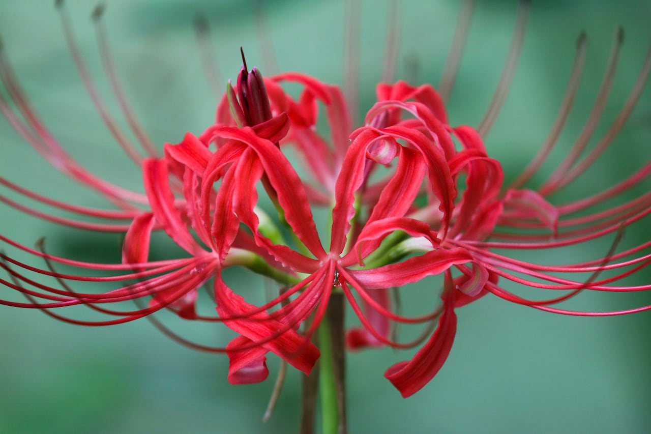 Lycoris Radiata o Flor del Infierno