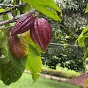 Más de 170 familias se benefician con proyecto de cacao en Caquetá.