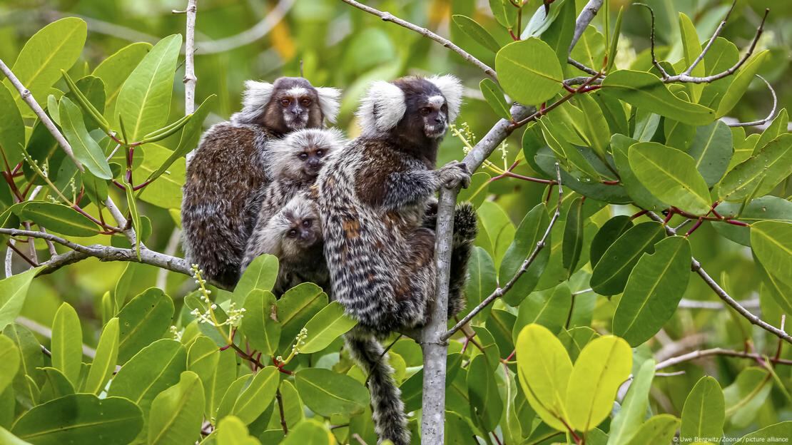 Los investigadores descubrieron que los tití responden más a las llamadas que reconocen como su "nombre", mostrando un nivel de cognición avanzada.Imagen: Uwe Bergwitz/Zoonar/picture alliance