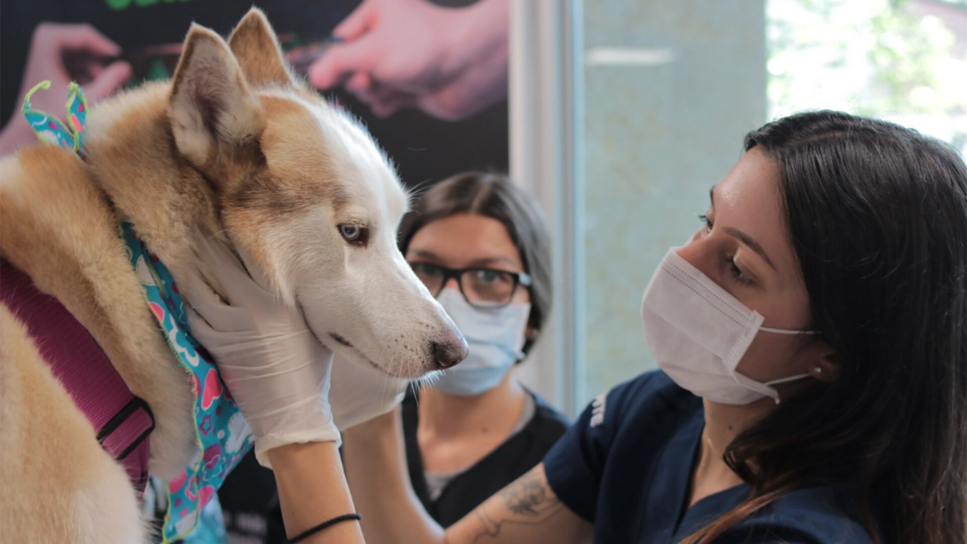 Algo tan sencillo como darle las sobras de la comida a una mascota, genera problemas no solo en su conducta, sino que también se aumenta el sobrepeso.