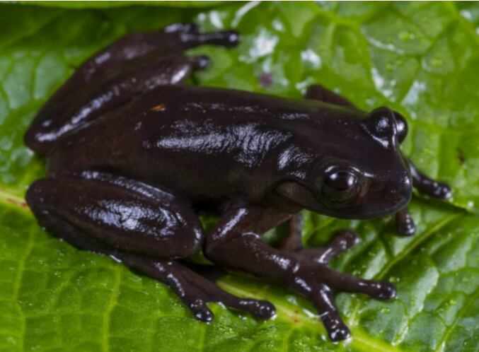 Investigador UIS descubrió especie que se creía extinta desde hace 36 años.