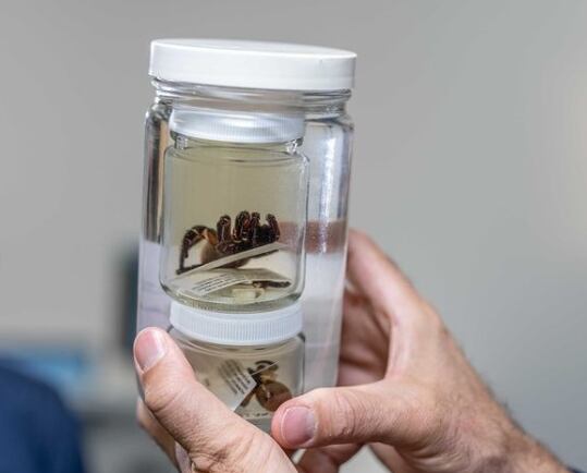 Instagram:@qldmuseum