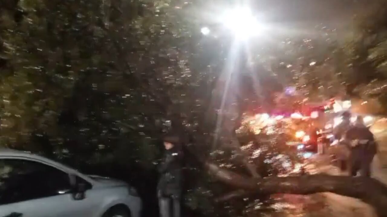 El árbol que cayó en la carrera Séptima fue talado.