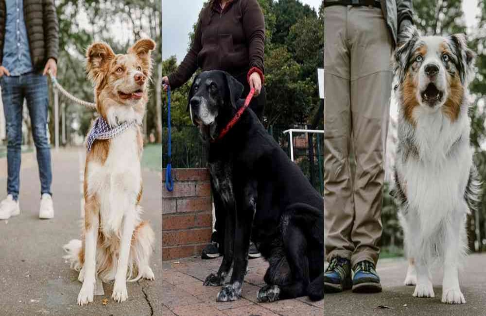 El coronavirus ha cambiado drásticamente los estilos de vida de miles de millones de personas en todo el mundo. Sin embargo, los perros han sido los que han aprovechado el tener a sus amos en casa durante todo el día, lo que les hace querer ir mucho más al parque. Estos son algunos de ellos.