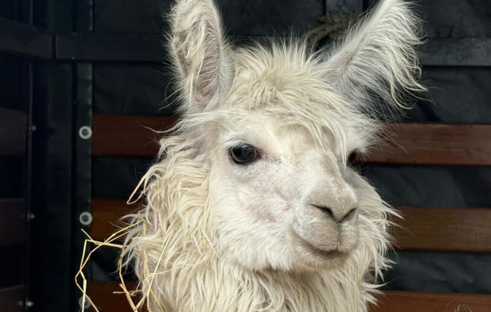 Llama