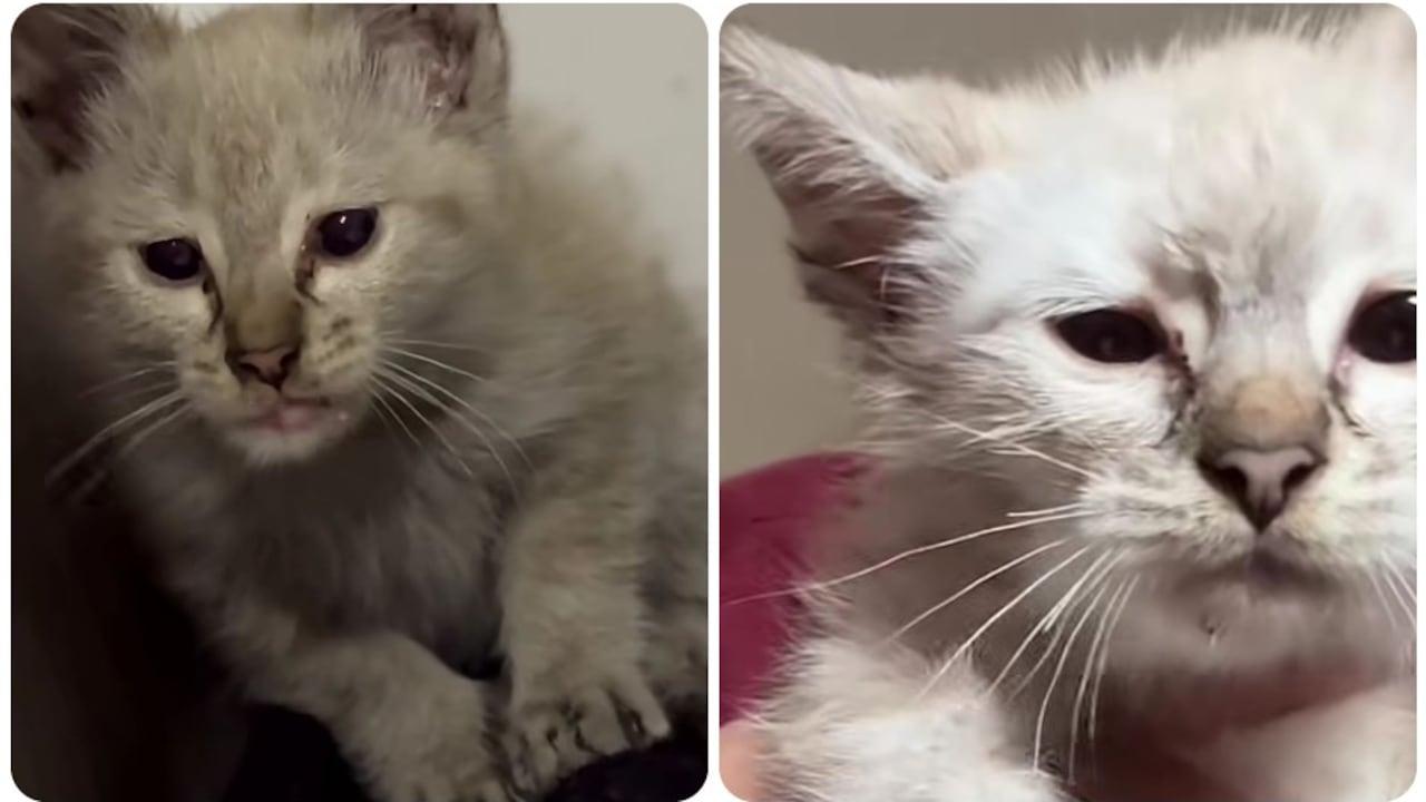 Creadora de contenido detiene su viaje para auxiliar y adoptar a una felina abandonada.
