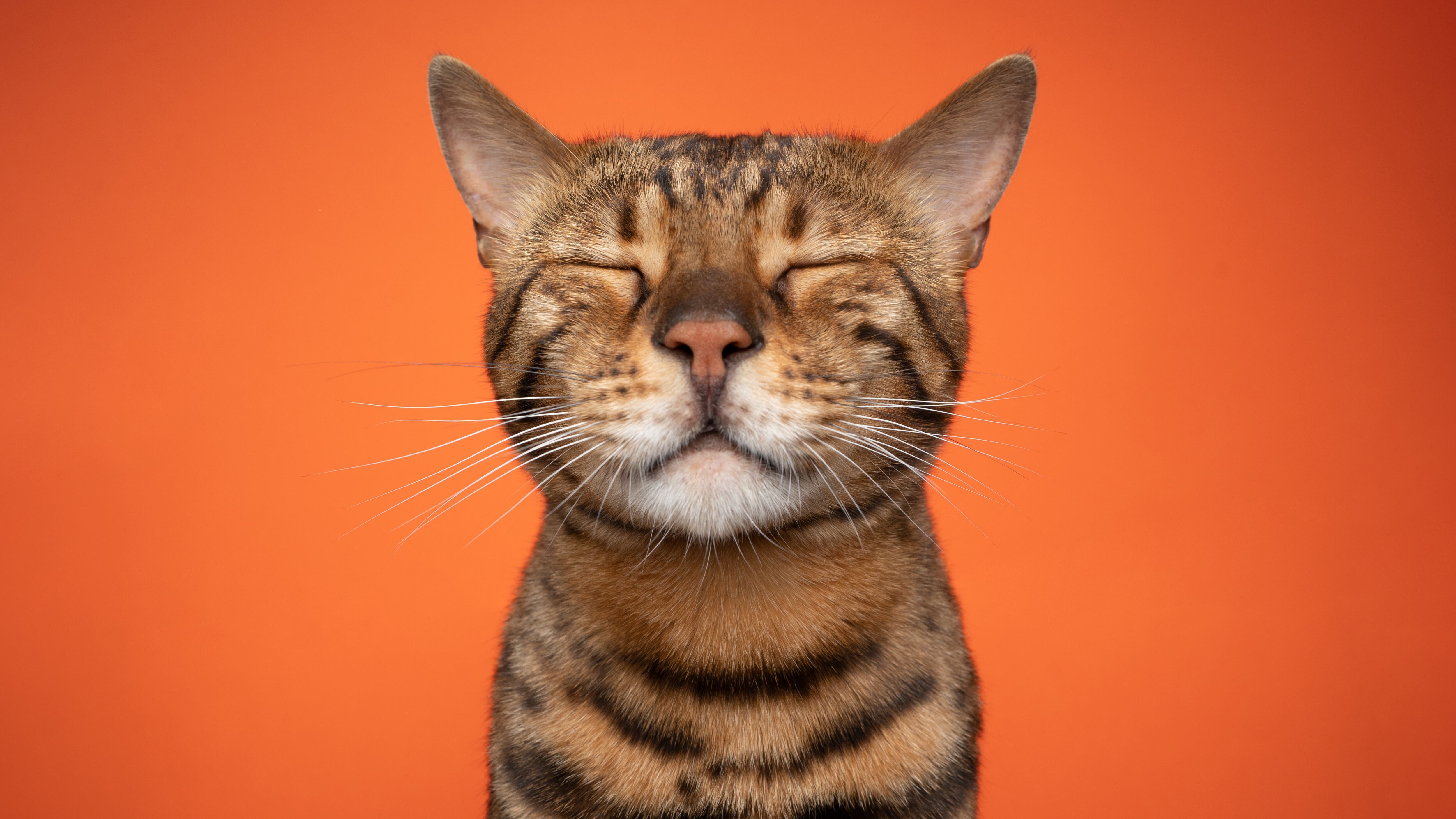 4 Patas, Todo sobre los bigotes de los gatos