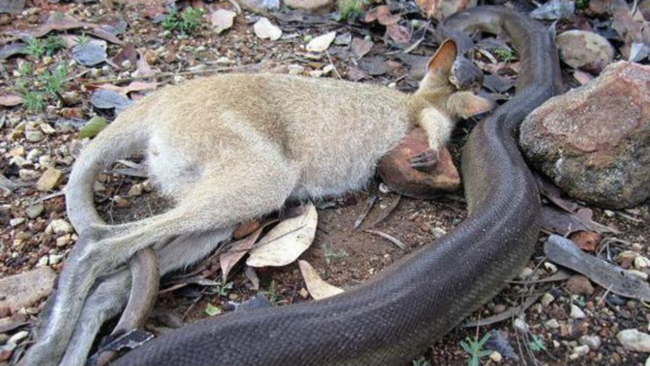 La pitón empieza a devorar al canguro el 29 de diciembre de 2014.