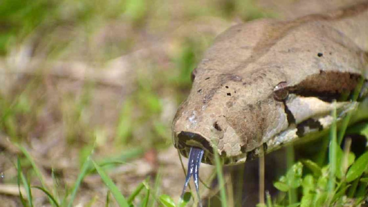 Las boas constrictor han aparecido con mayor frecuencia en los últimos años en el departamento del Quindío. Foto: Corporación Autónoma Regional del Quindío.