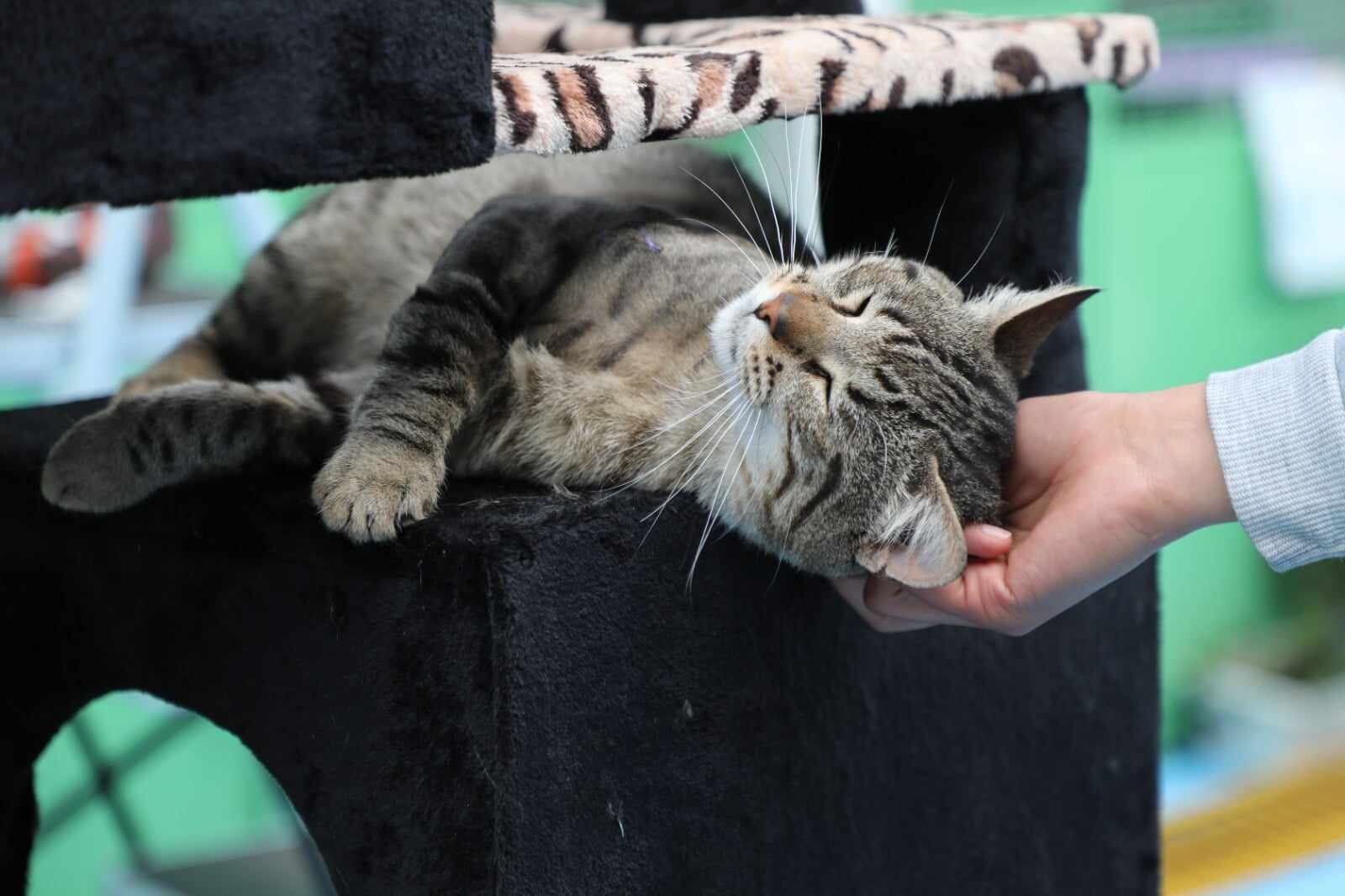 Más de 40 perros y gatos pueden ser adoptados en estas jornadas.