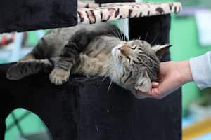 Más de 40 perros y gatos pueden ser adoptados en estas jornadas.