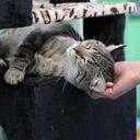 Más de 40 perros y gatos pueden ser adoptados en estas jornadas.