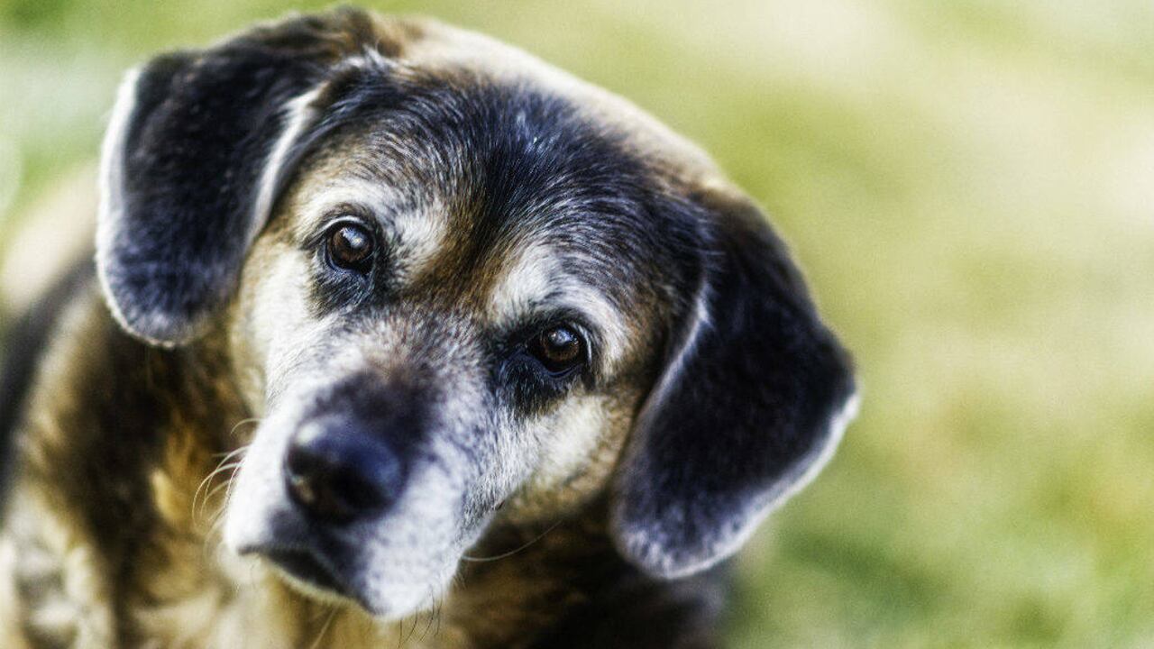 Encuentra aquí recomendaciones para cuidar de tu perro viejito.