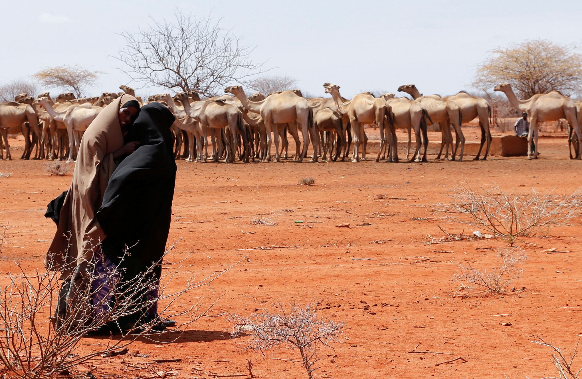 En imágenes : Kenia enfrenta una crisis de hambre mientras la sequía acaba con el ganado