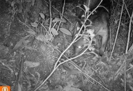 Perro captado en los cerros orientales de Bogotá