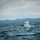 Cada año, entre mediados de julio y octubre, cientos de personas viajan hasta Buenaventura para avistar ballenas.