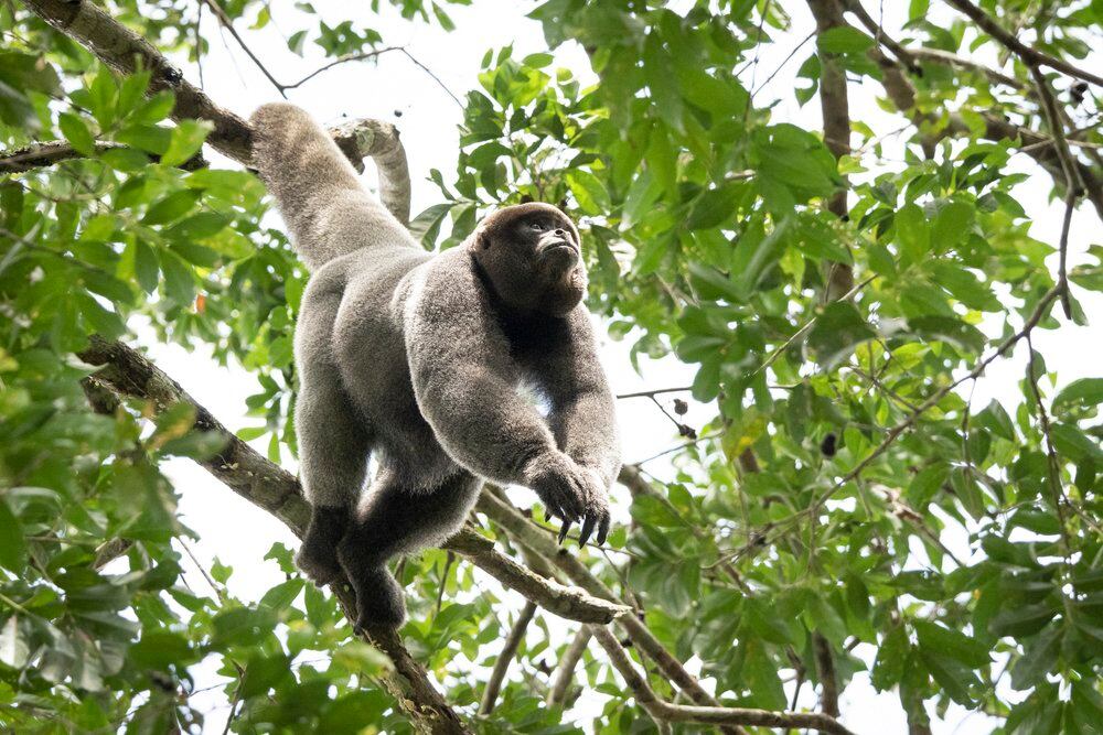 Salvando primates documental