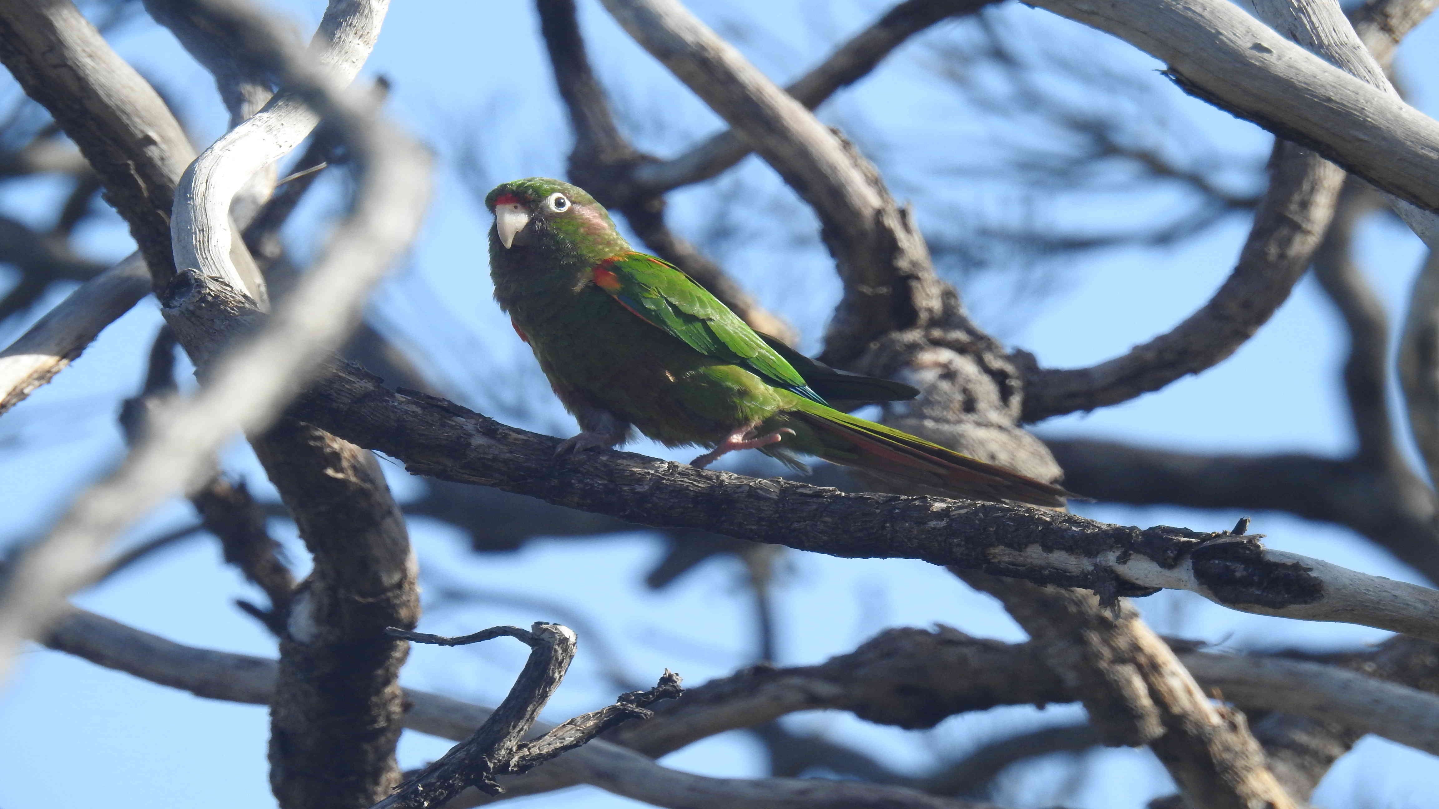 La Santa Marta Parakeet o periquito serrano (pyrrhura viridicata), es el ave emblemática de la Sierra Nevada de Santa Marta y una de las 28 especies endémicas que se pueden contemplar en el Magdalena. 