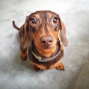 Perro de raza Dachshund.