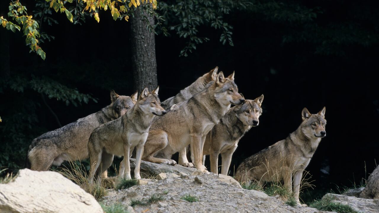 Esta especie se considera potencialmente amenazada, por lo que su aparición ha sido catalogada como asombrosa.