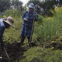 Dos campesinos siembran cebolla en la huerta de la Asociación Argelia Alta, en Ecuador.