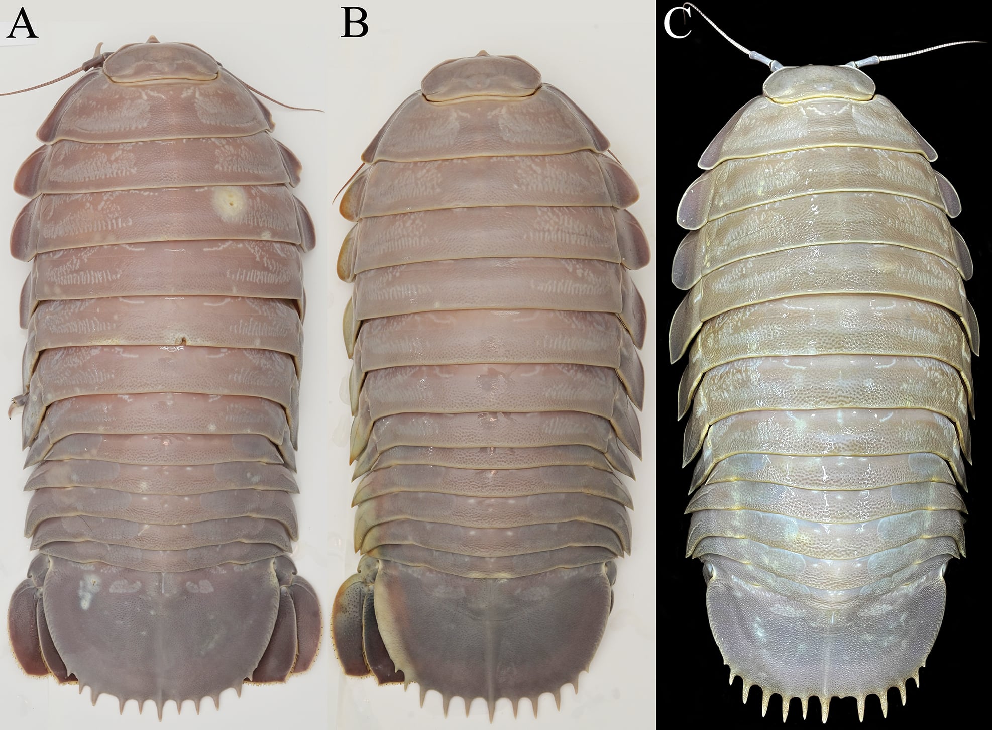 El Mar de China Meridional, hogar de especies del género Bathynomus, podría albergar más isópodos gigantes por descubrir.